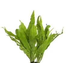 Java Fern