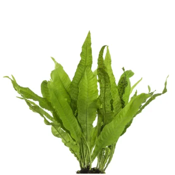 Java Fern