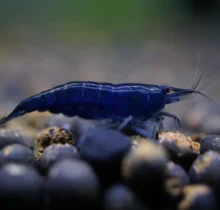 Blue Diamond Shrimp