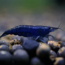 Blue Diamond Shrimp