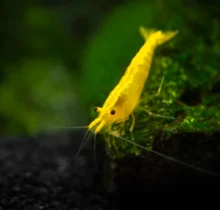 Golden Back Yellow Shrimp 9 1c356275 f485 494c a1b2 faa9a0d1b320 750x 1