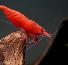 Fire Red Cherry Shrimp