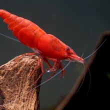 Fire Red Cherry Shrimp