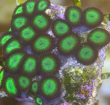 Zoa Choc Mint