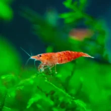 Red Cherry Shrimp