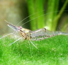 Glass / Ghost Shrimp