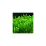 hookeriaceae sp 500 eur 1