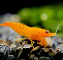 orange pumpkin spice sakura neocaridina shrimp macro look