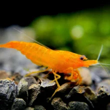 Orange Shrimp