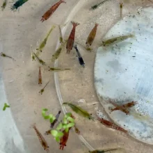 Feeder / Cull Shrimp