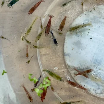 Feeder / Cull Shrimp