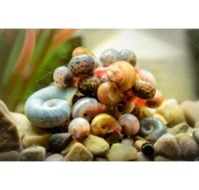 Ramshorn Snails