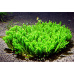 vesicularia sp creeping moss 1