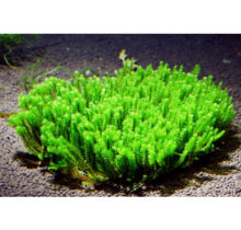 vesicularia sp creeping moss 1