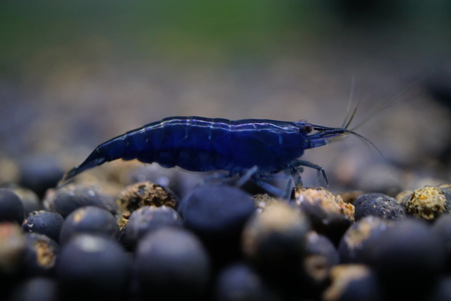 Blue Diamond Shrimp