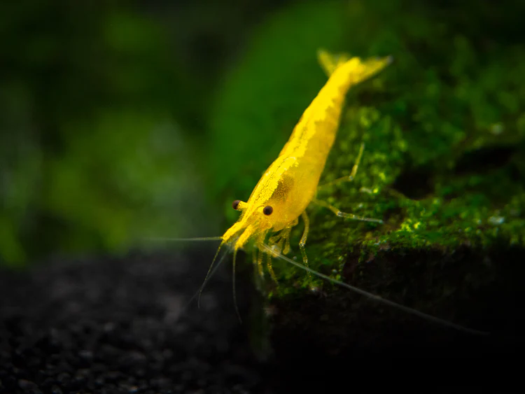 Golden Back Yellow Shrimp 9 1c356275 f485 494c a1b2 faa9a0d1b320 750x 1