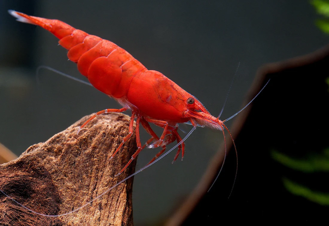 Fire Red Cherry Shrimp