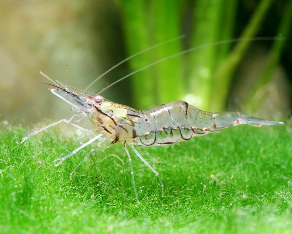 Glass / Ghost Shrimp