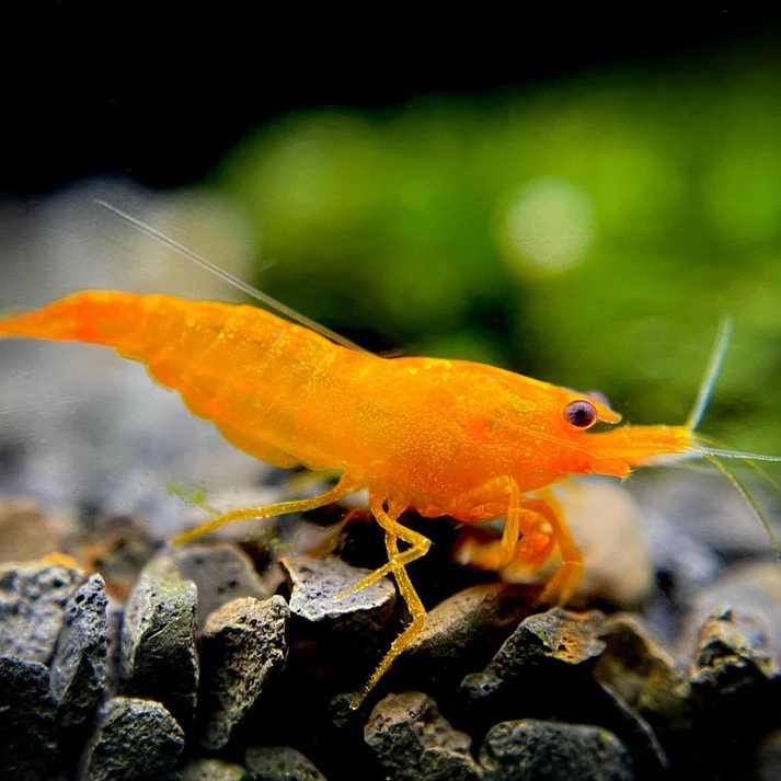 orange pumpkin spice sakura neocaridina shrimp macro look