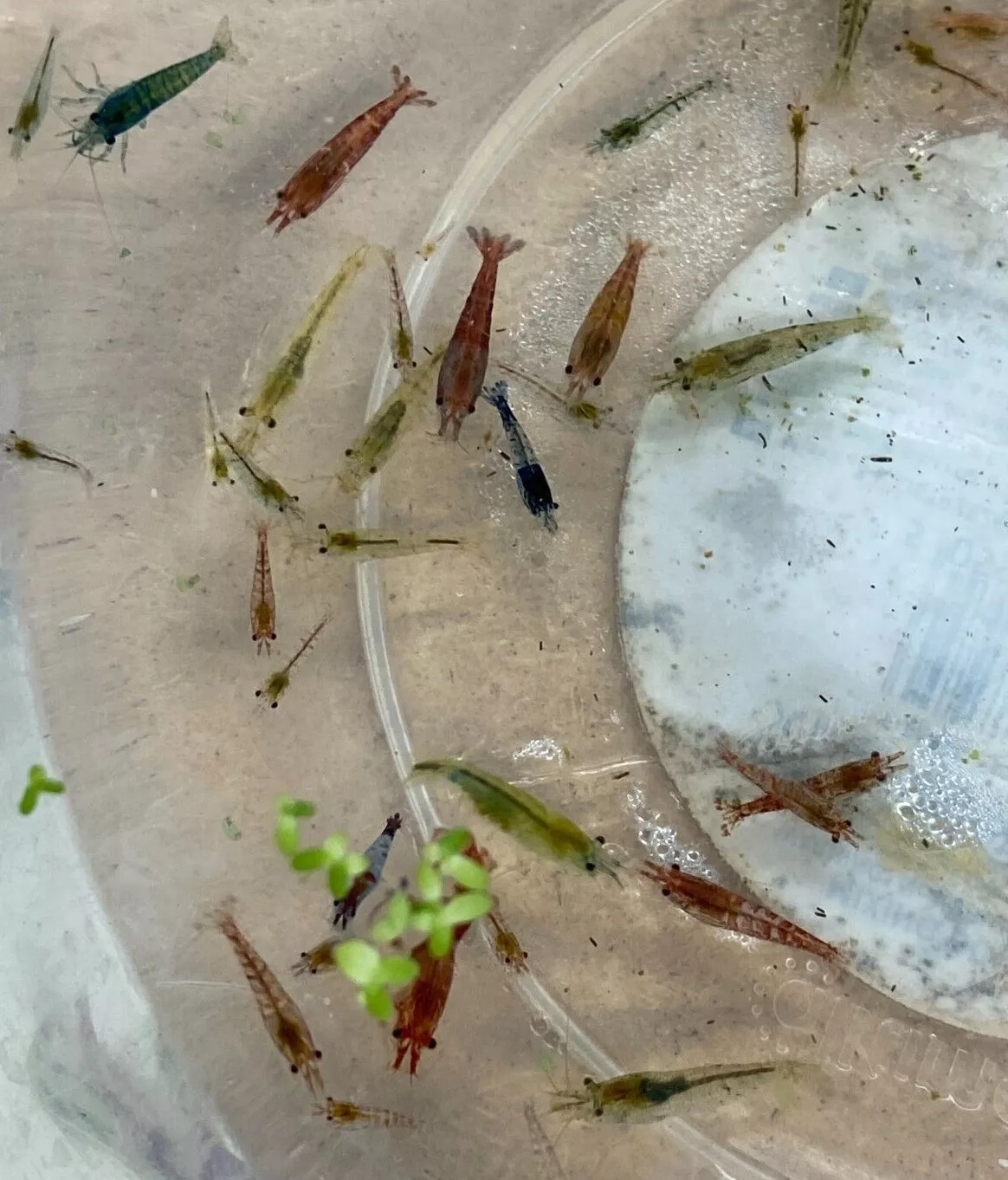 Feeder / Cull Shrimp