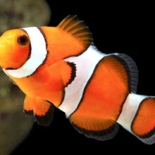 True Percula Clownfish