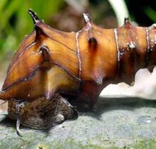 Brotia Pagodula Pagoda snail