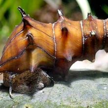 Pagoda Snail