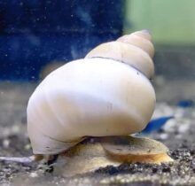 White Wizard Snail