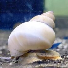 White Wizard Snail