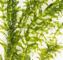 Elodea (Waterweeds)