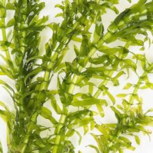 Elodea (Waterweeds)