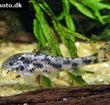 Blackfin Catfish Aspidoras sp CW052 Corydoras