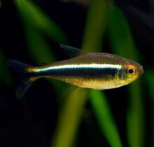 Black Neon Tetra