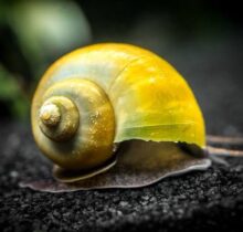 Apple Snail