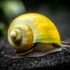 Apple Snail