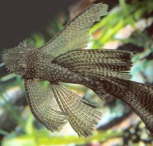 Longfin Bristlenose Pleco Ancistrus