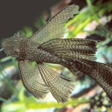 Longfin Bristlenose Pleco Ancistrus