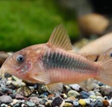 Bronze Corydoras