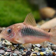 Bronze Corydoras