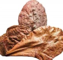 Indian Almond Leaves