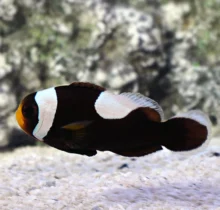 Saddleback Clownfish