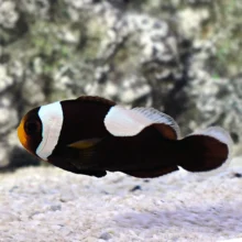 Saddleback Clownfish