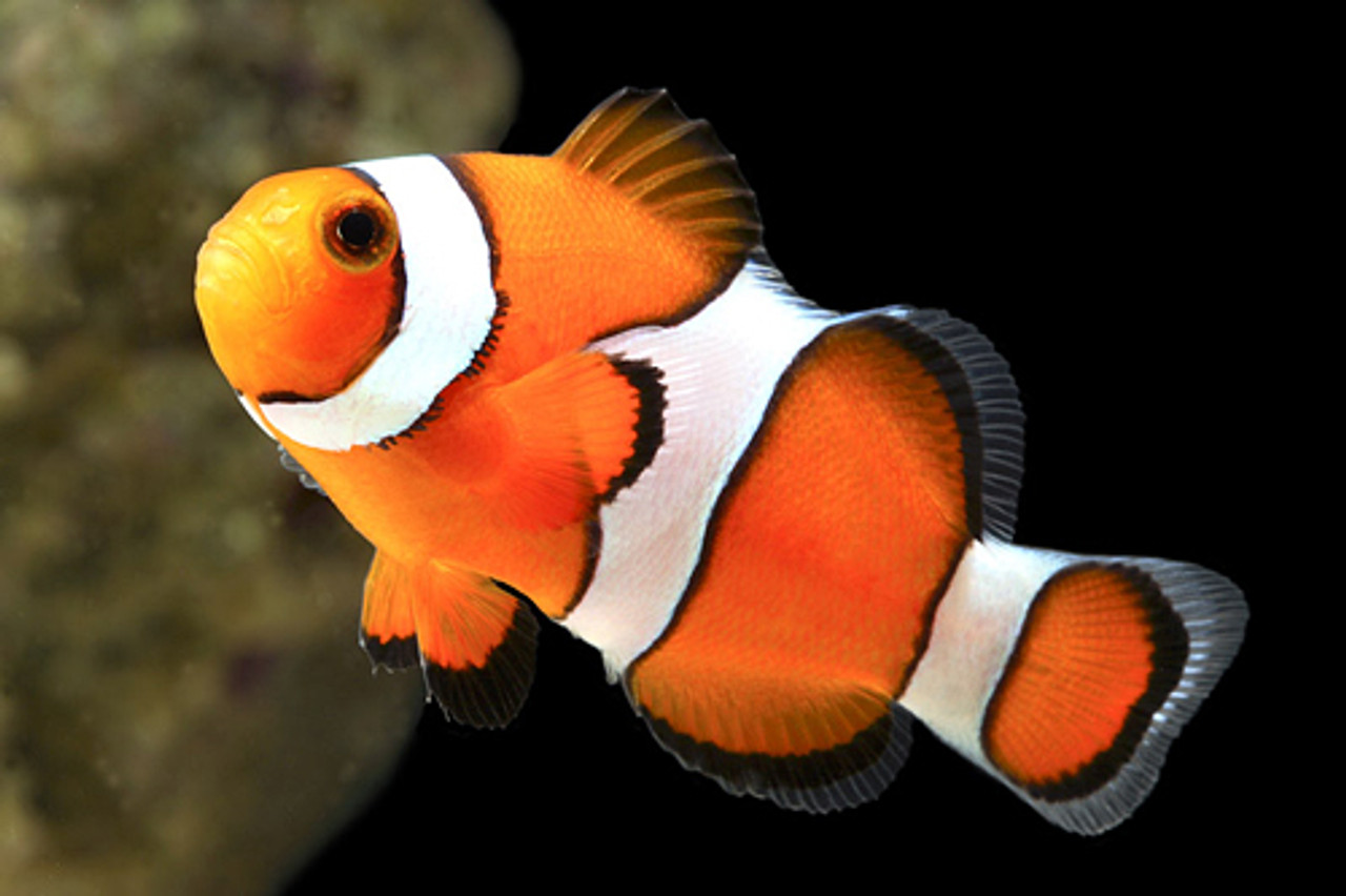 True Percula Clownfish