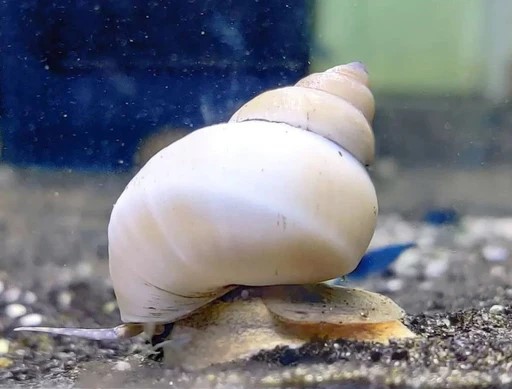 White Wizard Snail