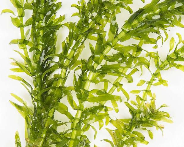 Elodea (Waterweeds)