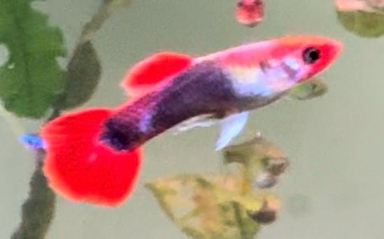 Koi Tuxedo Dumbo Guppy Male | HeldeReef Aquatics