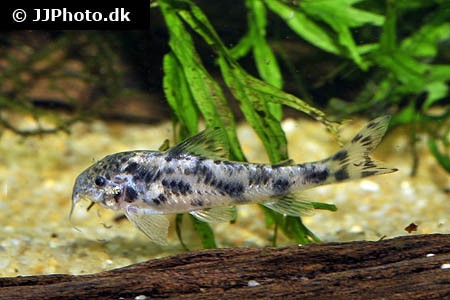 Blackfin Catfish Aspidoras sp CW052 Corydoras