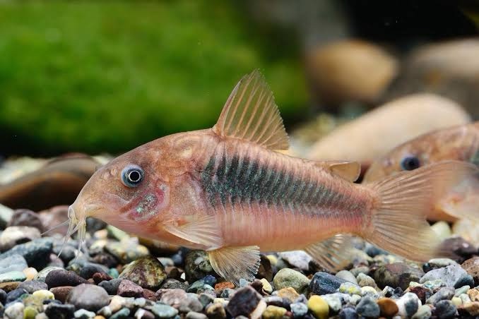 Bronze Corydoras