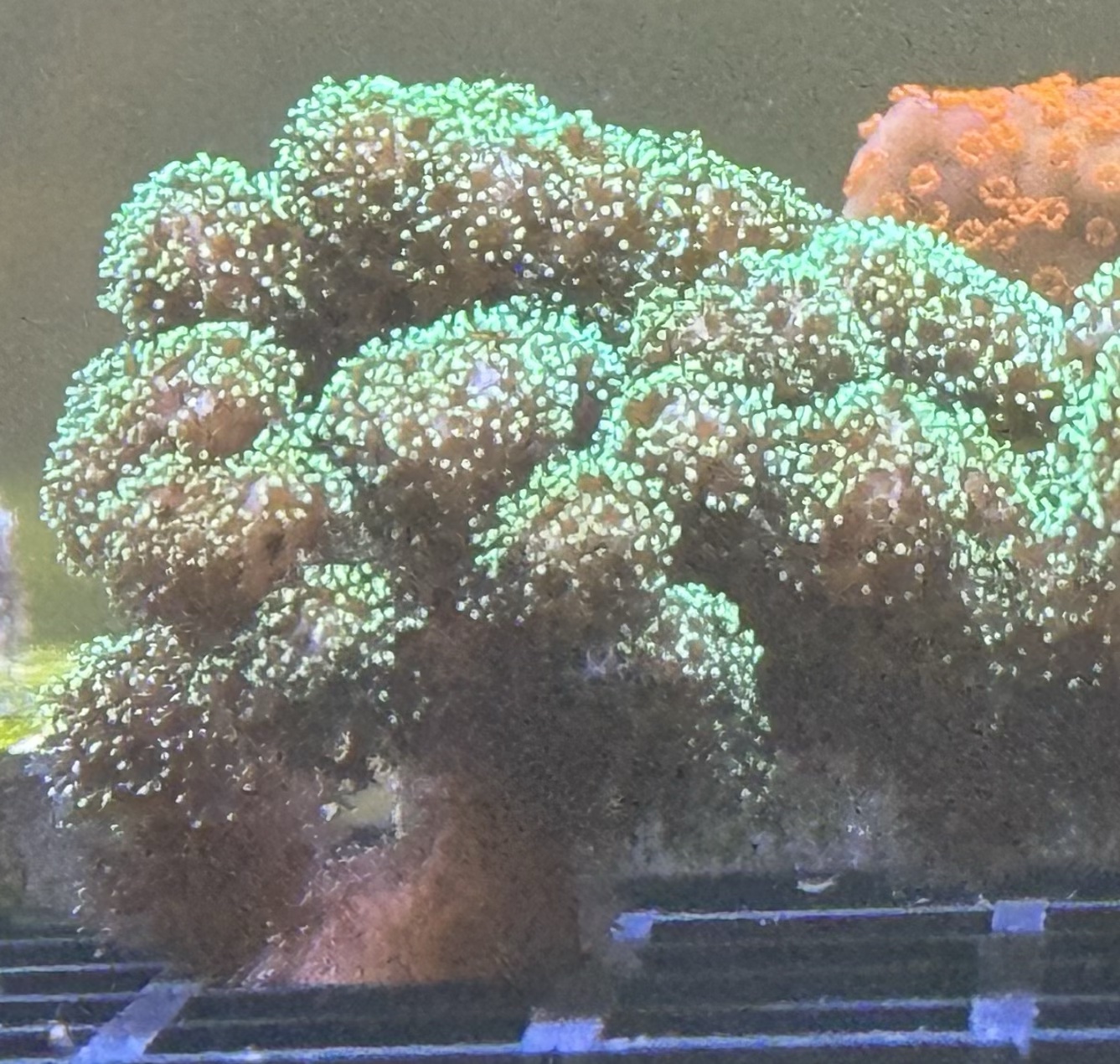 Pocillopora Sps