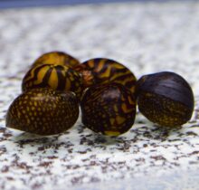 Batik Racing Nerite snail